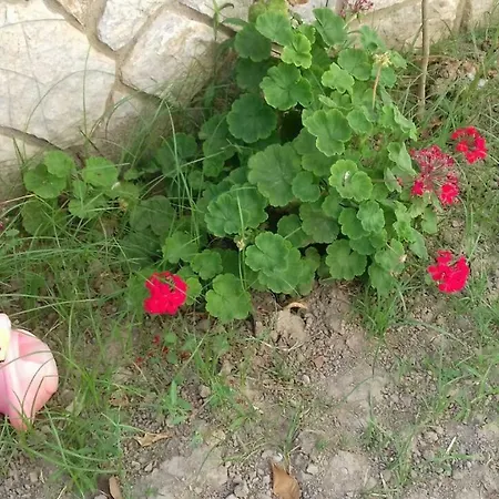 Fotini